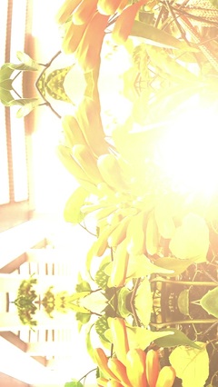歪歪鱼~YY
