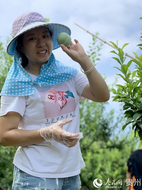 开阳花梨镇 消暑 歪歪李 迎来采摘季